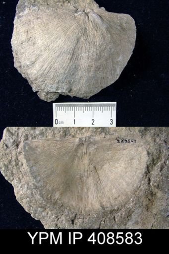 Strophodonta sp.