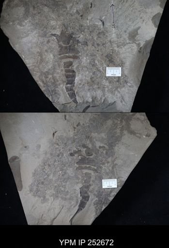 Eurypterus lacustris