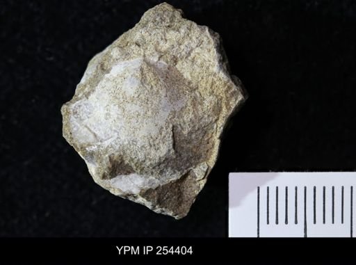 Oxytoma (Hypoxytoma) sp.