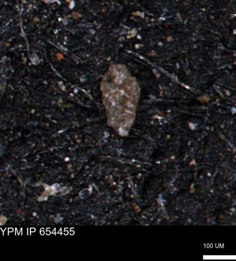 Bimonilina variana