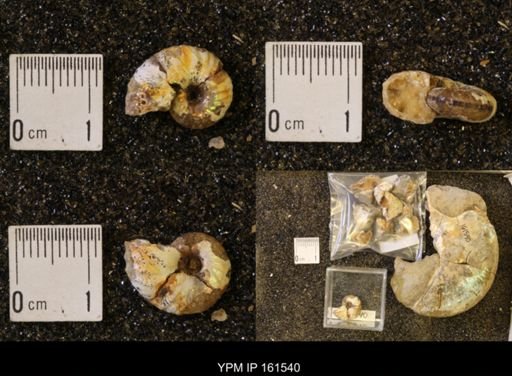 Discoscaphites conradi