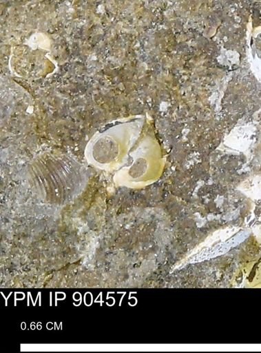 Corbulamella sp.