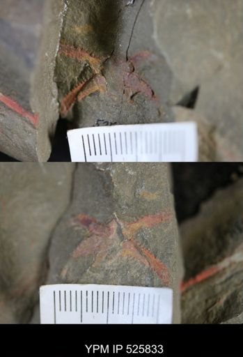 Marrellomorpha
