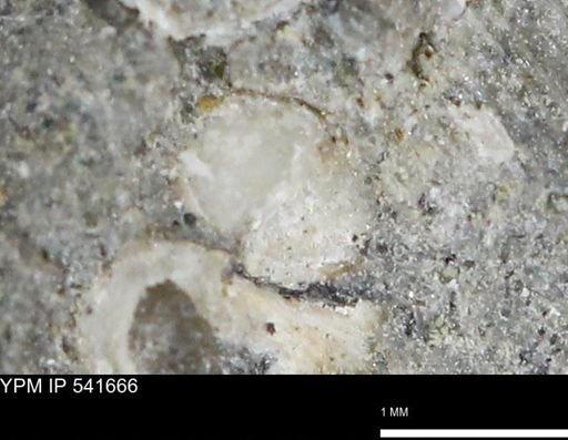 Protocardia subquadrata