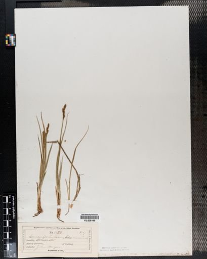 Carex albolutescens