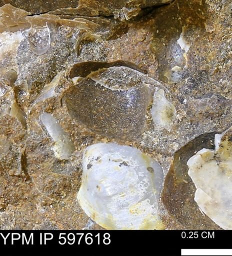 undet. Bivalvia