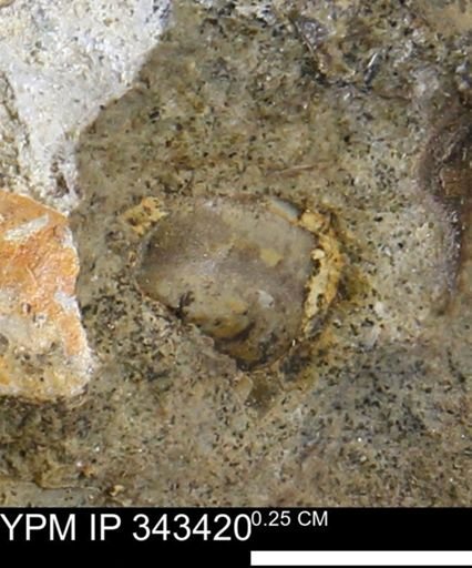 undet. Mollusca