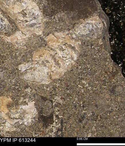 Scaphites sp.