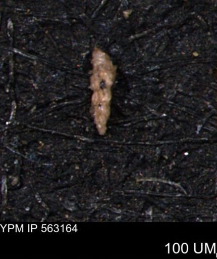 Verneuilina canadensis
