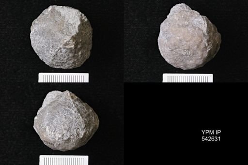 Megistocrinus regularis