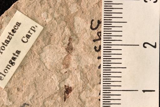Protazteca elongata