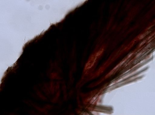 Tetillidae