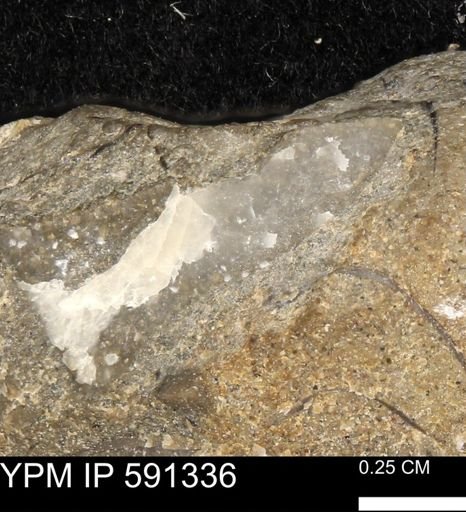 undet. Bivalvia
