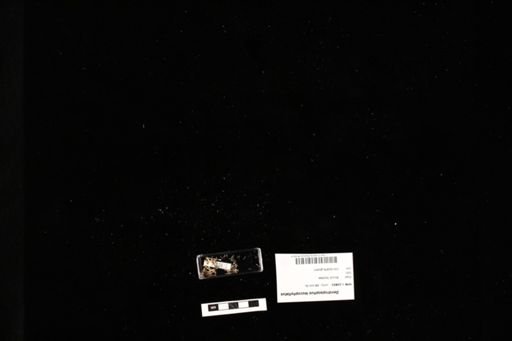 Dendropsophus leucophyllatus