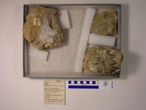 Helicampodus kokeni