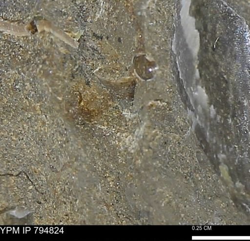 undet. Mollusca