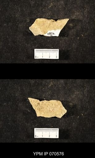 Favosites louisvillensis