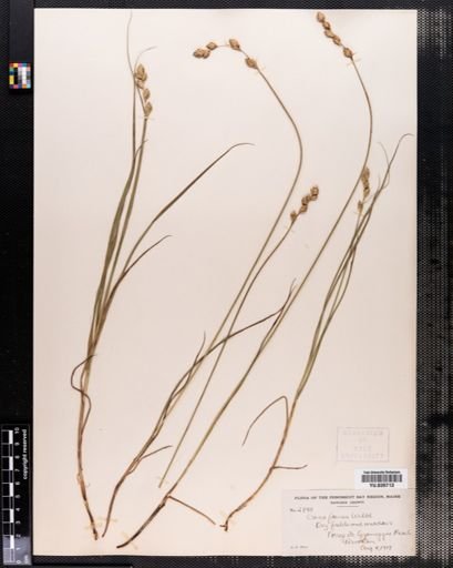 Carex