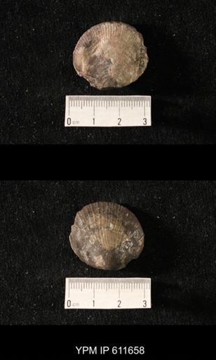 Aviculopecten sp.