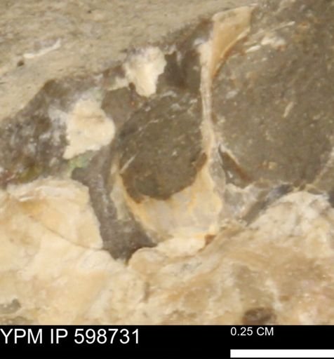Mollusca