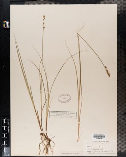Carex canescens