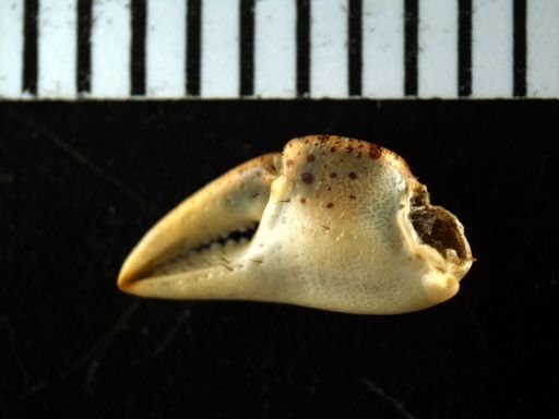 Hemigrapsus sanguineus
