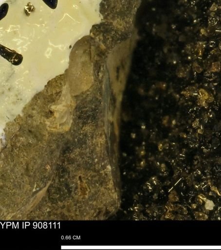 undet. Mollusca