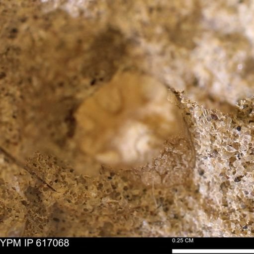undet. Ammonoidea