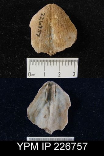 Spirifer grimesi