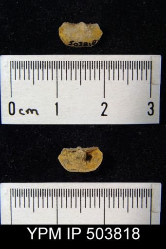 Chonetes sp.
