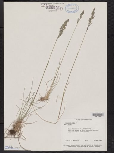 Festuca ovina