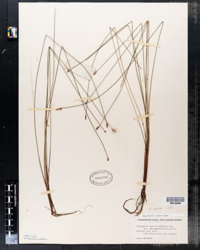 Eleocharis palustris