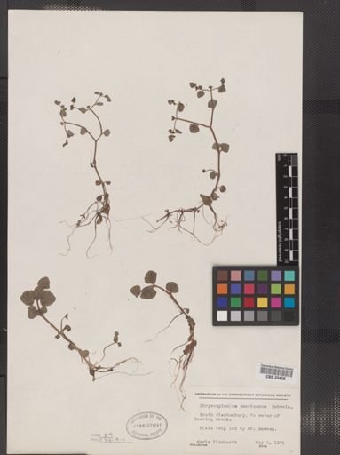 Chrysosplenium americanum