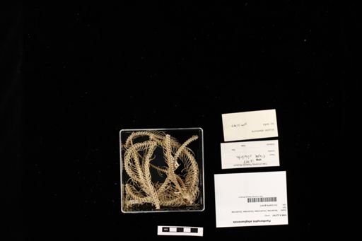 Pantherophis alleghaniensis