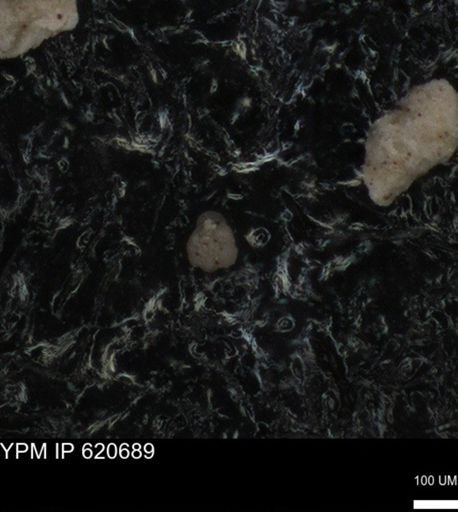 undet. Foraminiferida