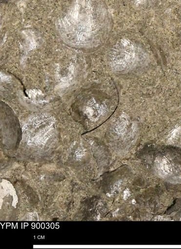 Anomia gryphorhyncha