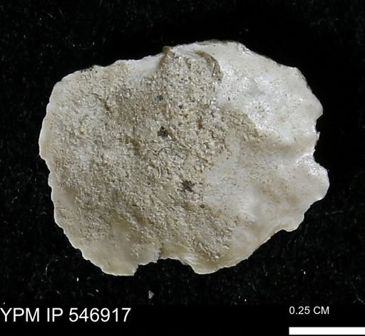 Anomia aculeata