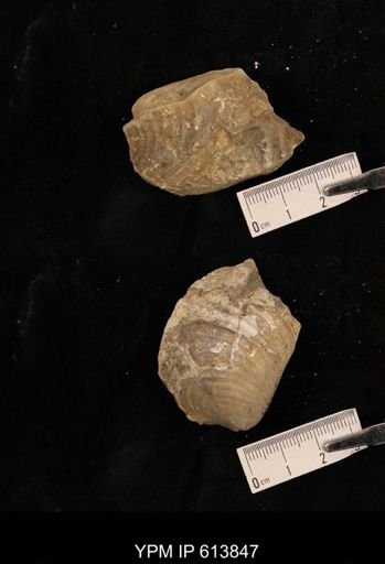 Inoceramus sp.