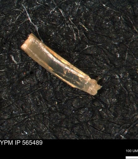 Inoceramus sp.