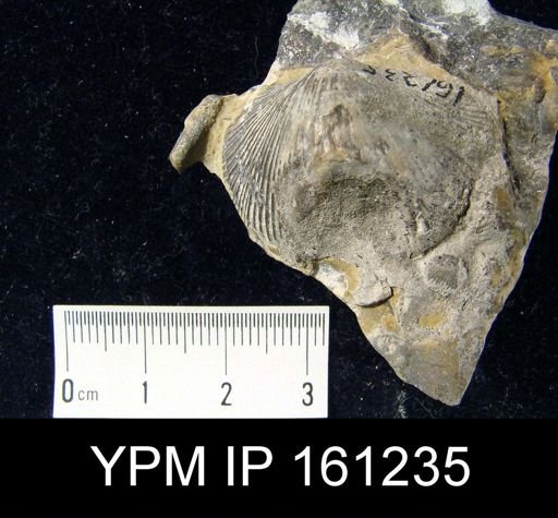 Hebertella maria