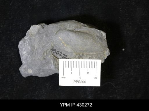 undet. Mytilacea