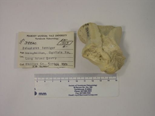 Teleoceras fossiger