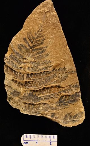 Pecopteris browniana