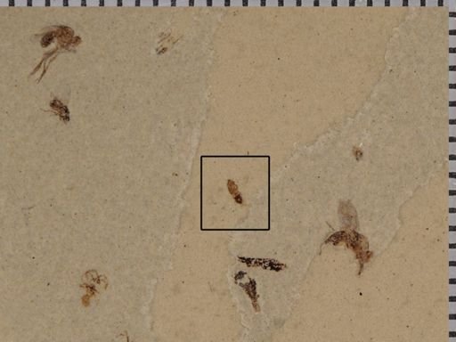 undet. Diptera