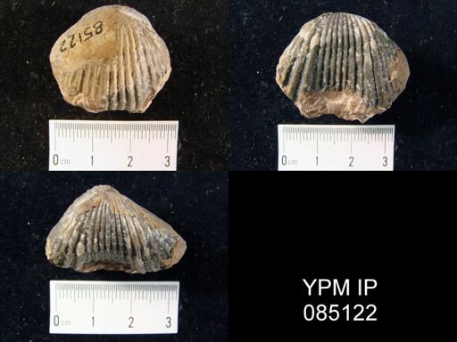 Uncinulus stricklandi