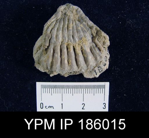 Meekella striatocostata