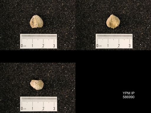 Rhynchotrema anticostiensis