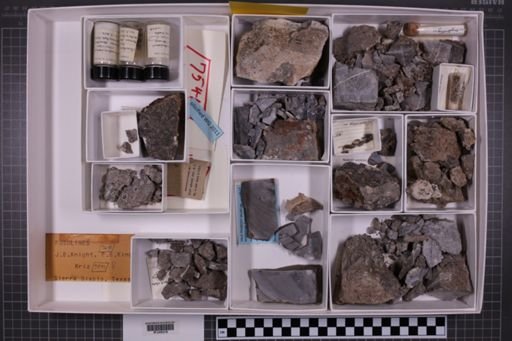 mixed taxa, stratigraphic collection