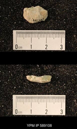Sowerbyella sericea