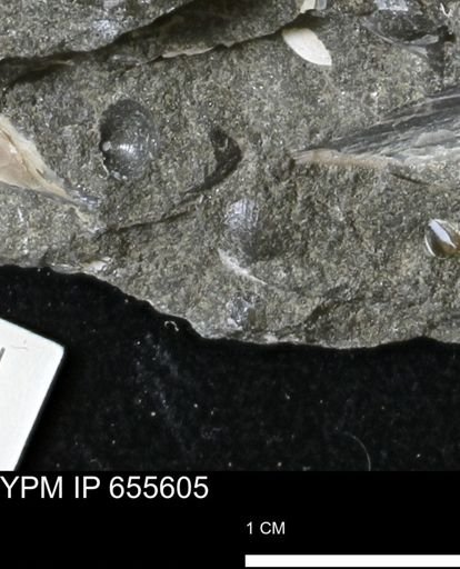 Oxytoma (Hypoxytoma) nebrascana